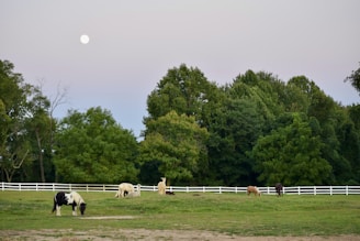 A serene pasture with elegant horses grazing under tall trees at sunset.