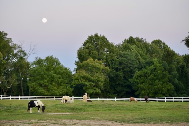 A serene pasture with elegant horses grazing under tall trees at sunset.