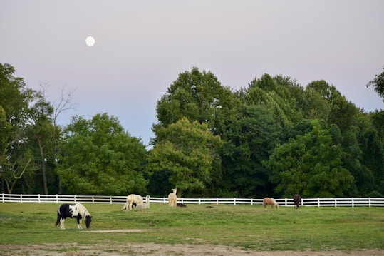 Several horses graze peacefully in a fenced pasture, surrounded by dense green trees under a serene evening sky. The moon is visible, adding a tranquil element to the rural landscape.