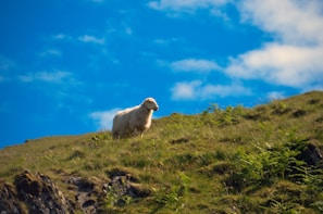 A proud young farmer standing beside a small herd of grazing sheep under a clear blue sky.