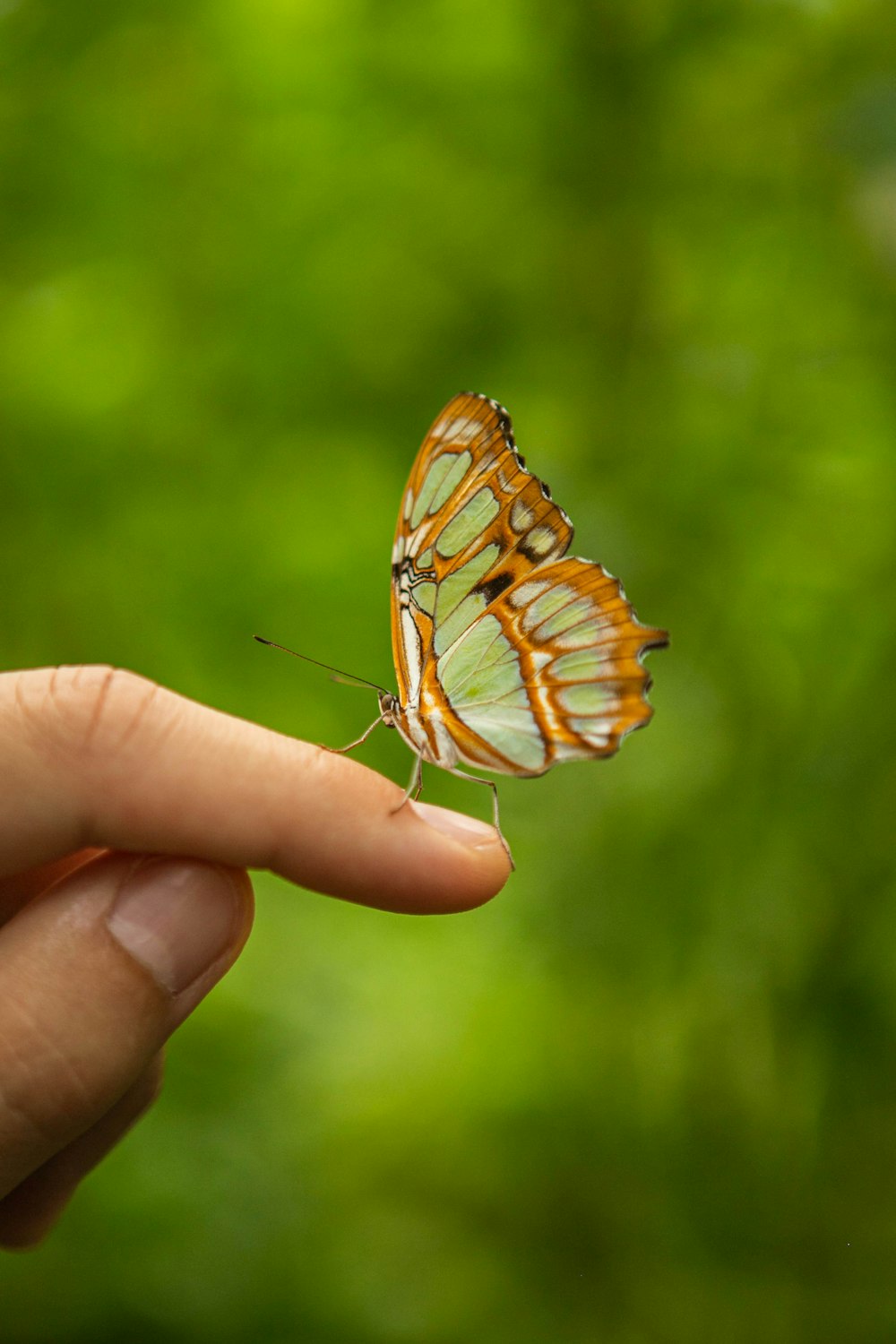 a person holding a butterfly in their hand