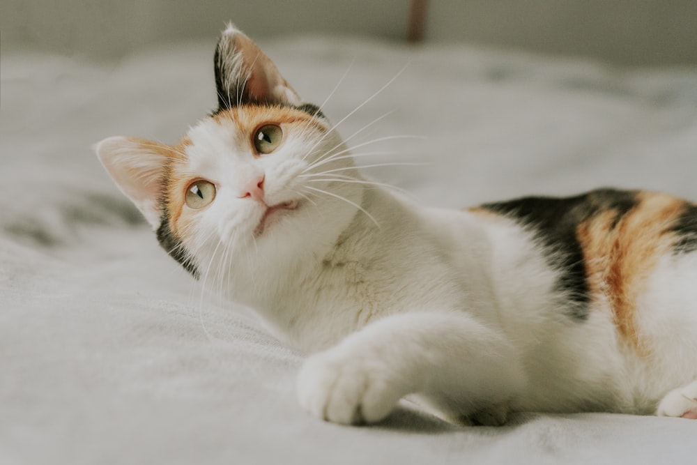 a cat laying on top of a bed next to a window