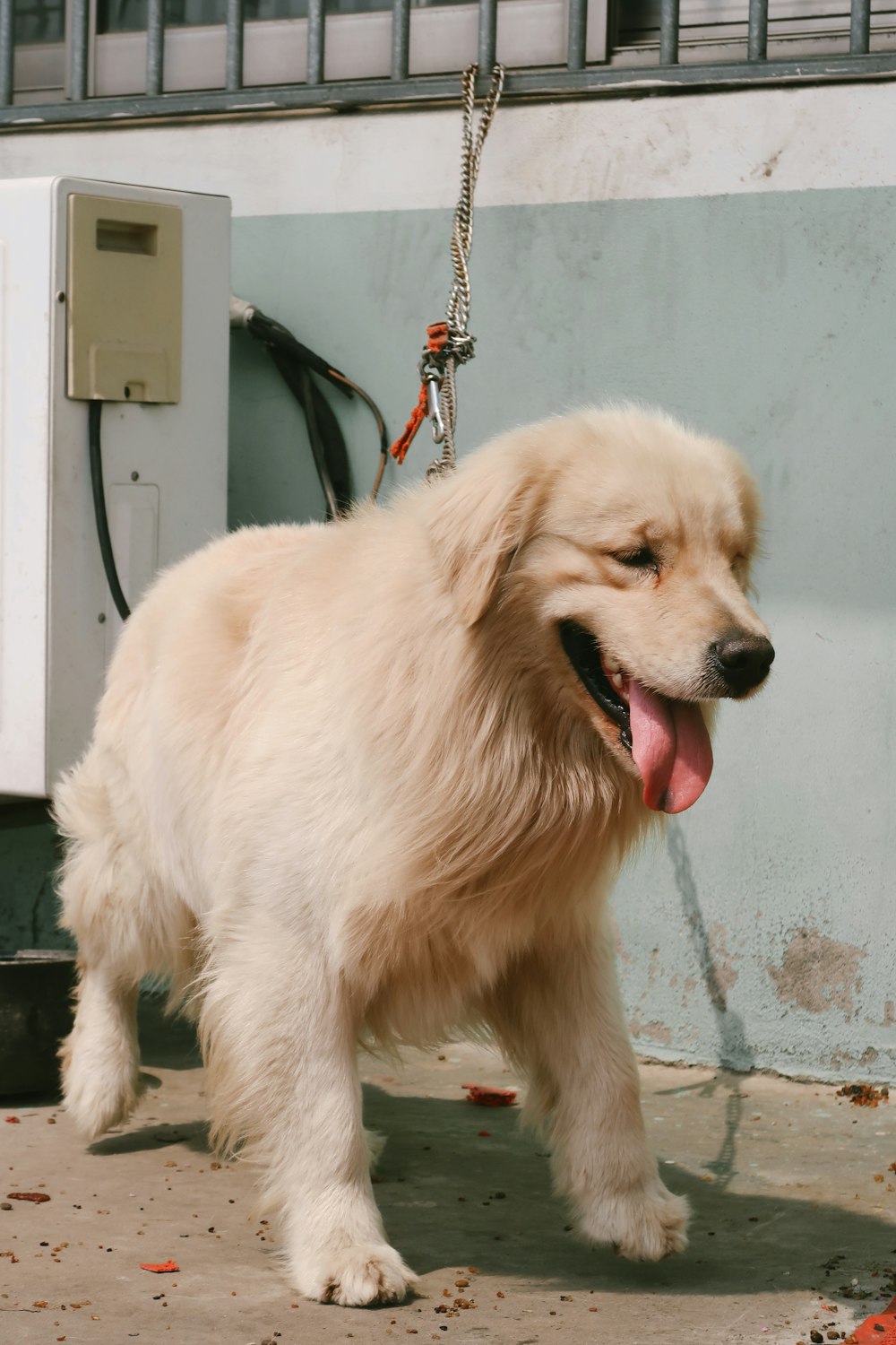 a white dog with its tongue hanging out