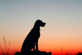 a silhouette of a dog sitting on a rock at sunset