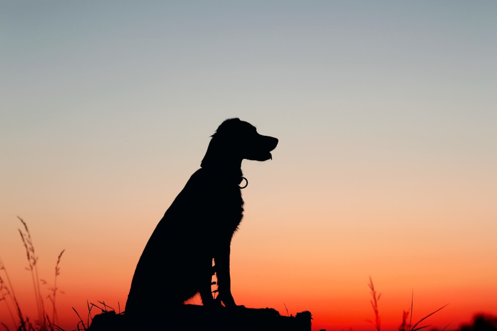 a silhouette of a dog sitting on a rock at sunset