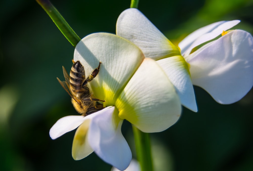 a bee sitting on top of a white flower