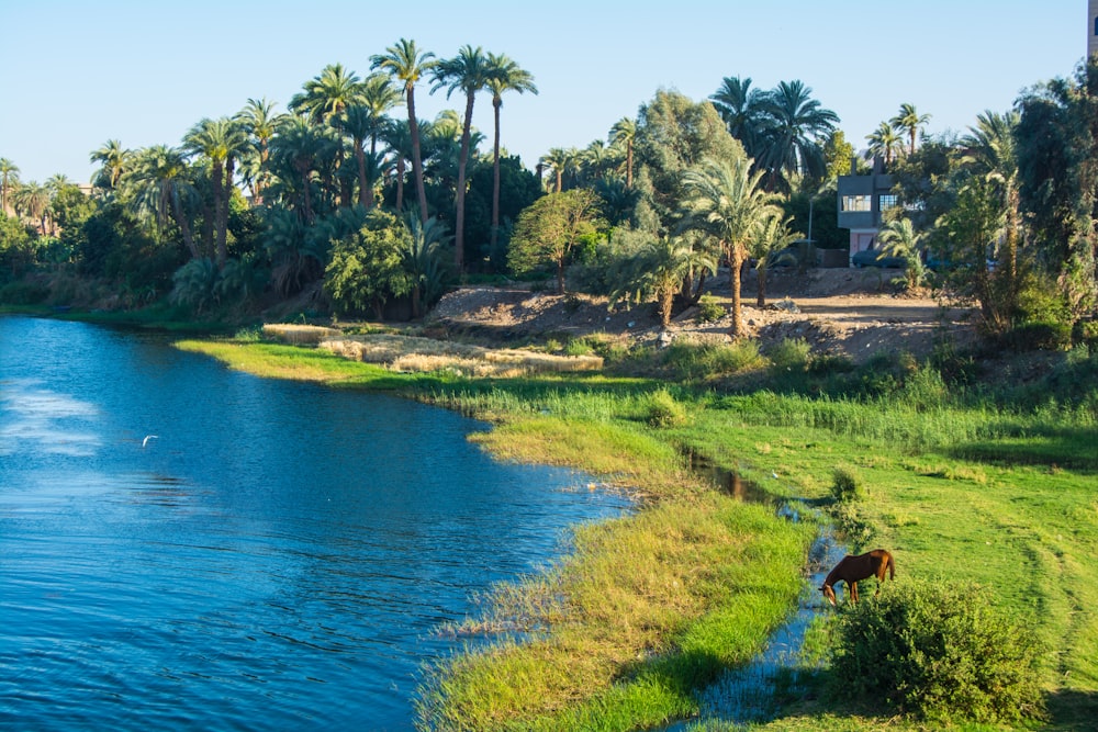 a horse grazing on grass next to a body of water