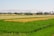 A vast agricultural landscape featuring lush green fields in the foreground and golden wheat or grass fields beyond. In the distance, there are clumps of trees and palm trees, with a backdrop of mountains under a clear blue sky. A small cluster of buildings can be seen to the right.