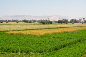 A vast agricultural landscape featuring lush green fields in the foreground and golden wheat or grass fields beyond. In the distance, there are clumps of trees and palm trees, with a backdrop of mountains under a clear blue sky. A small cluster of buildings can be seen to the right.