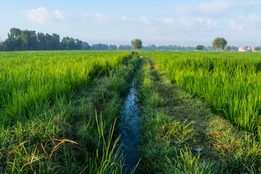 A lush green field stretches out under a bright blue sky. A narrow irrigation channel runs through the field, and in the distance, trees and a few small buildings are visible. The gridded rows of crops give the scene an orderly appearance, while the sunlight casts a warm glow on the landscape.
