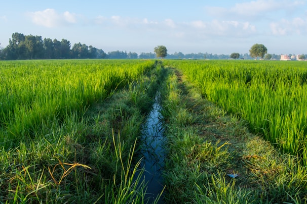 A sprawling green field under bright sunlight beside a freshly built irrigation canal.