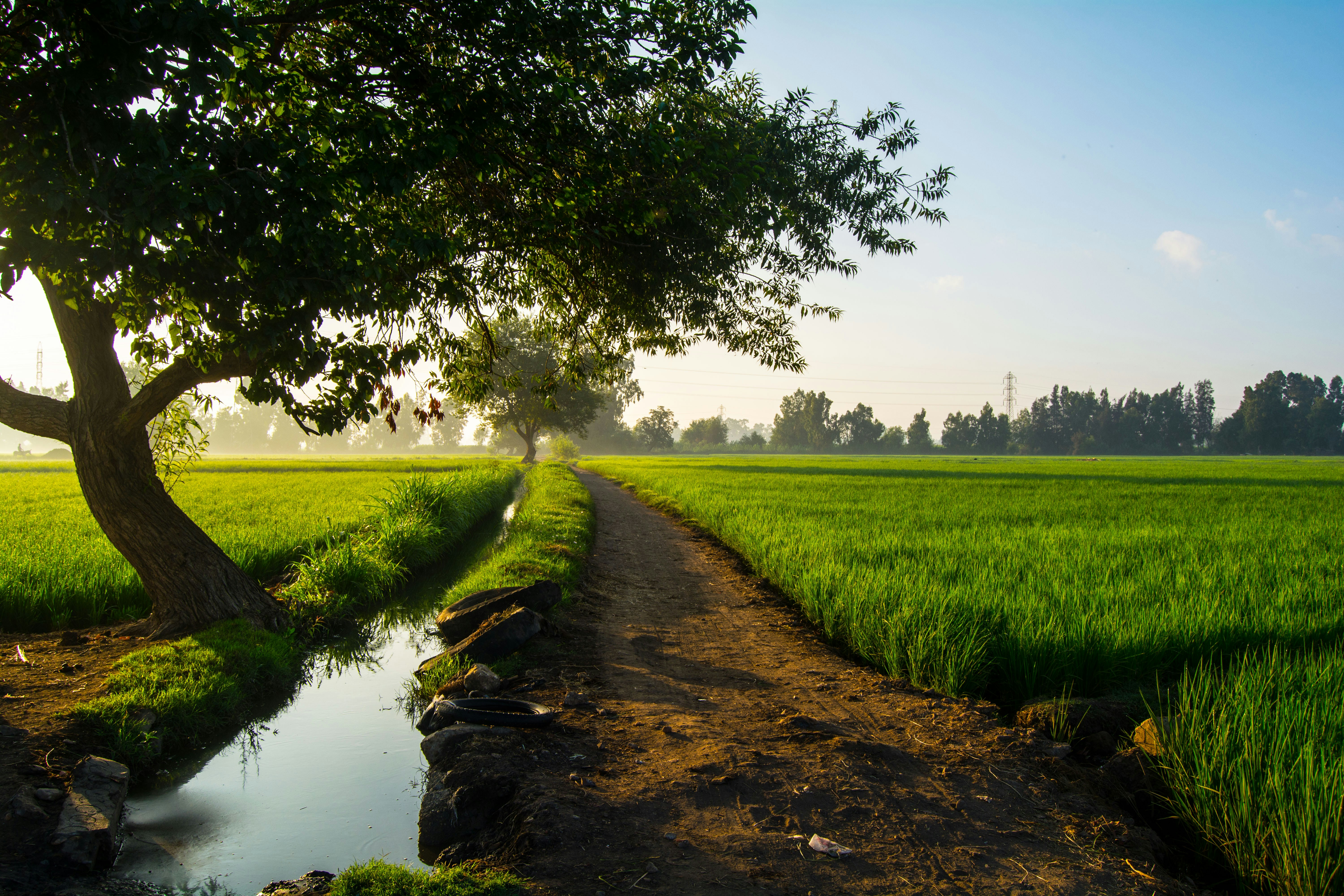A dirt road going through a green field photo – Free Rice field Image ...