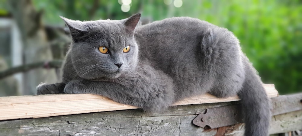 a gray cat sitting on top of a wooden fence