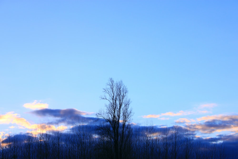 a blue sky with clouds and a few trees