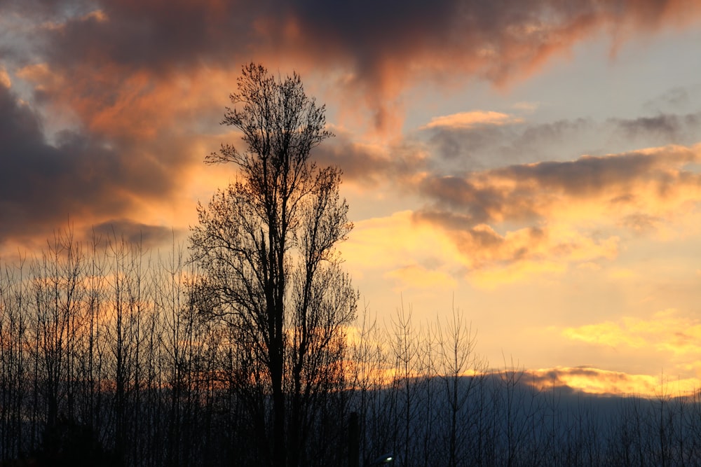 uma árvore é silhueta contra um céu do pôr-do-sol