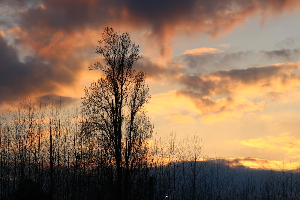 a tree is silhouetted against a sunset sky