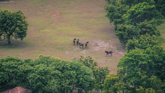 A peaceful meadow with a small group of horses grazing leisurely. The lush green landscape is surrounded by dense clusters of trees, creating a serene and natural environment.