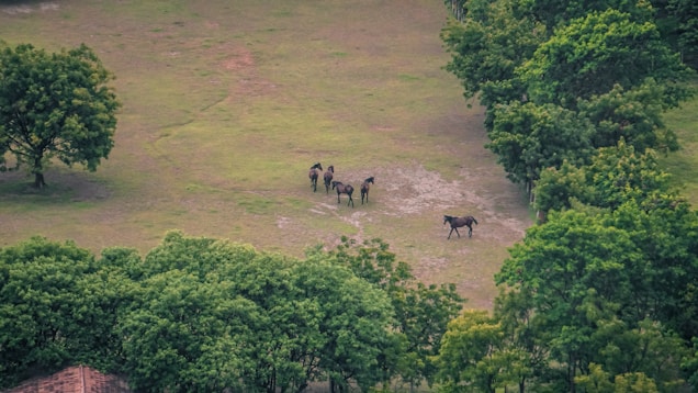 A peaceful meadow with a small group of horses grazing leisurely. The lush green landscape is surrounded by dense clusters of trees, creating a serene and natural environment.