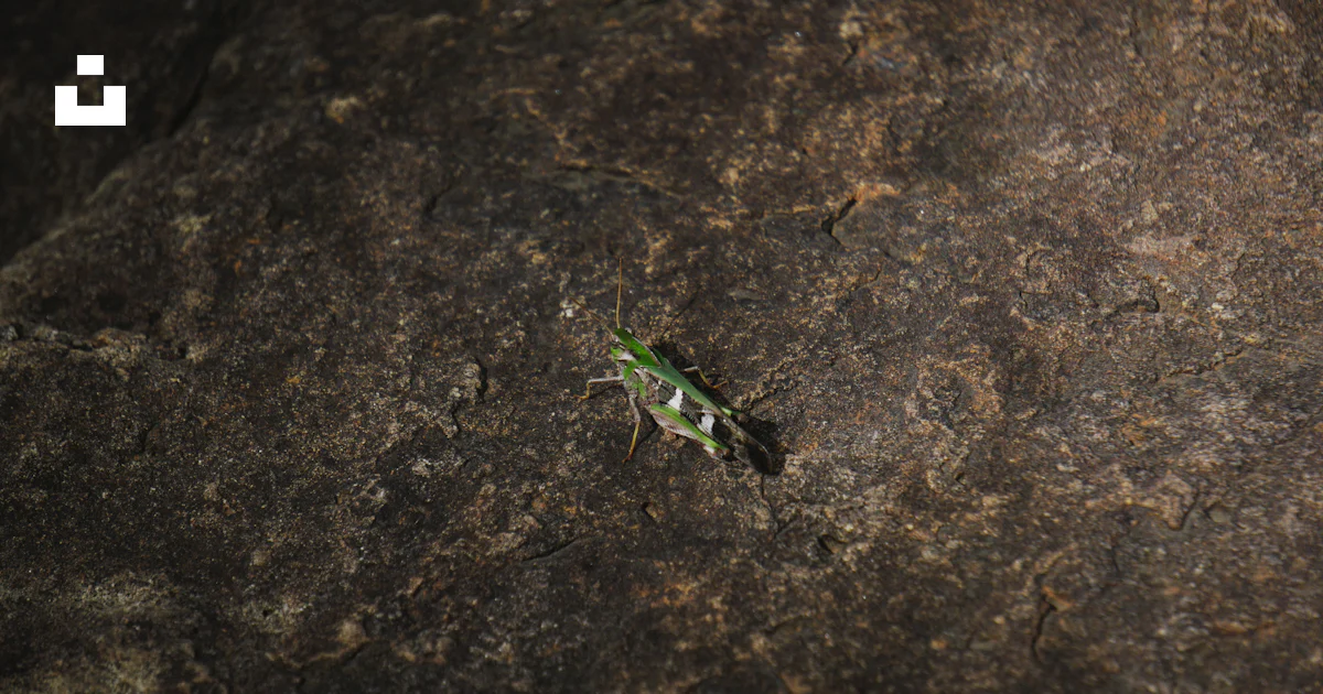 Insect Inside Rocks A green insect sitting on top of a rock photo – Free Animal Image on ...