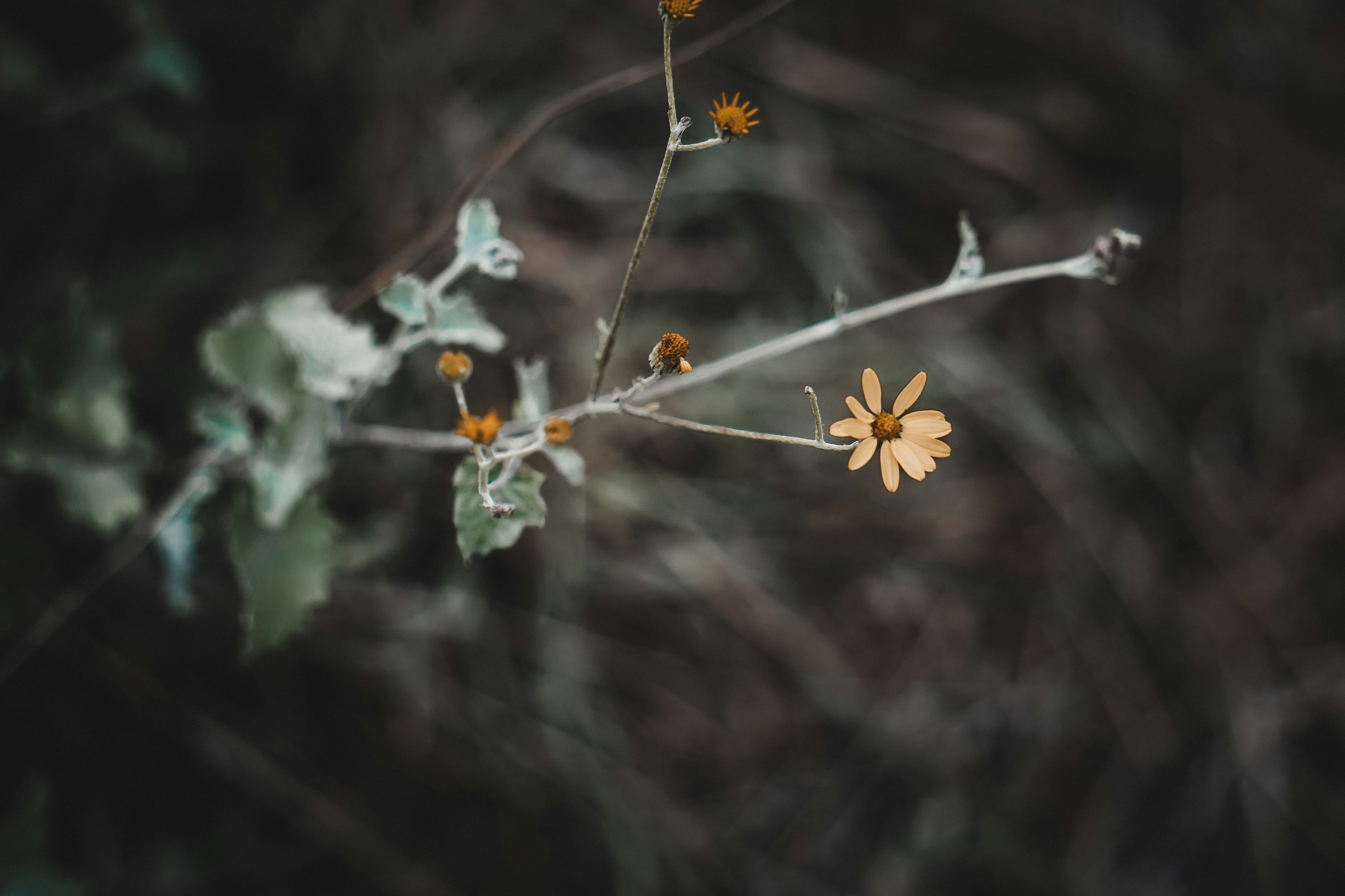 Photo by mechatron