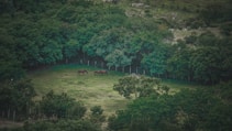 A lush green landscape where several horses are grazing in a clearing surrounded by dense trees. The scene conveys a peaceful and serene environment, rich with nature.