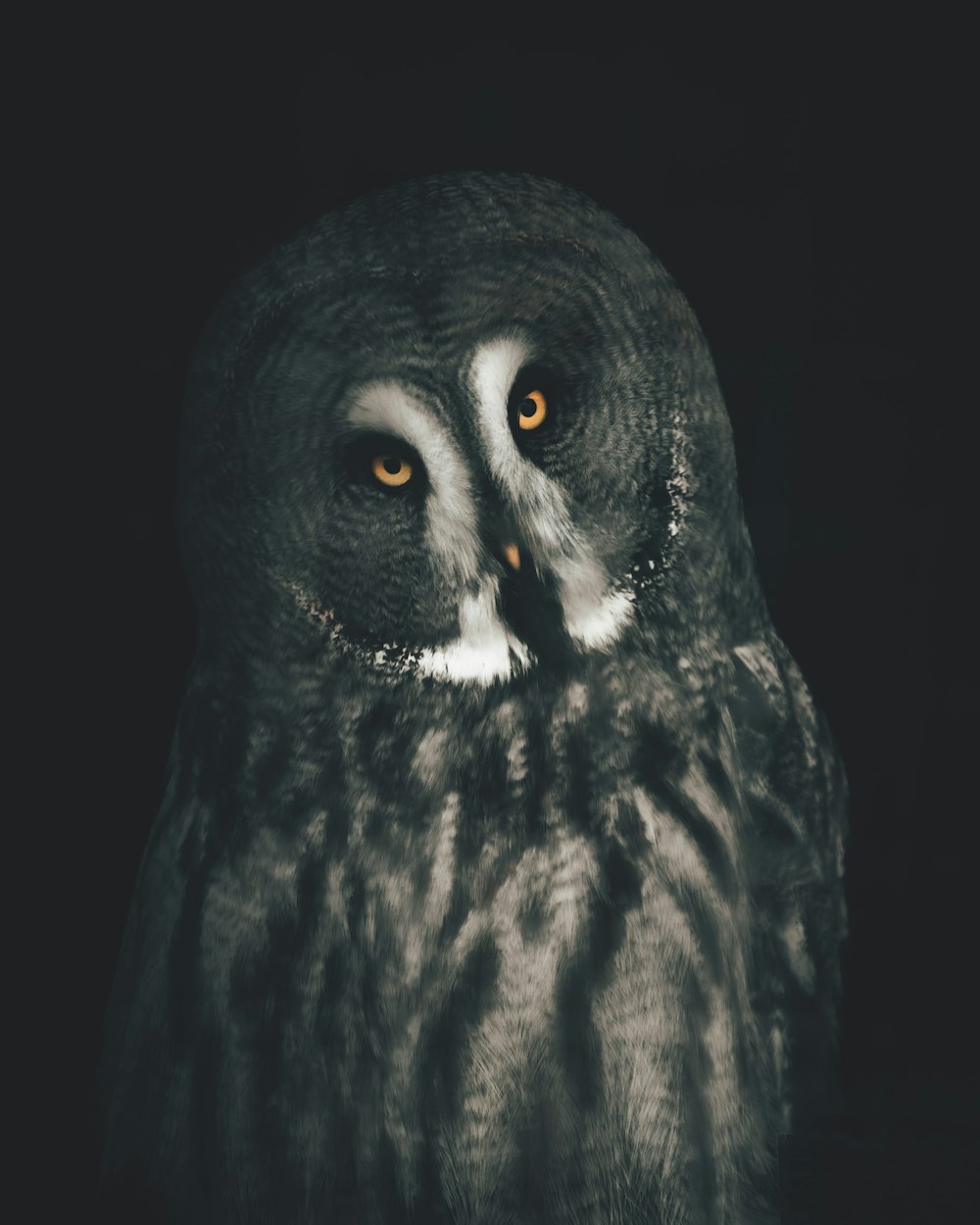 a close up of an owl with yellow eyes