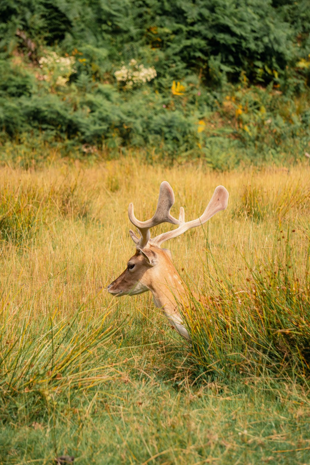 a deer standing in a field of tall grass