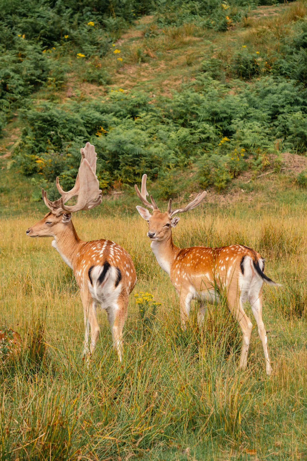 a couple of deer standing on top of a grass covered field