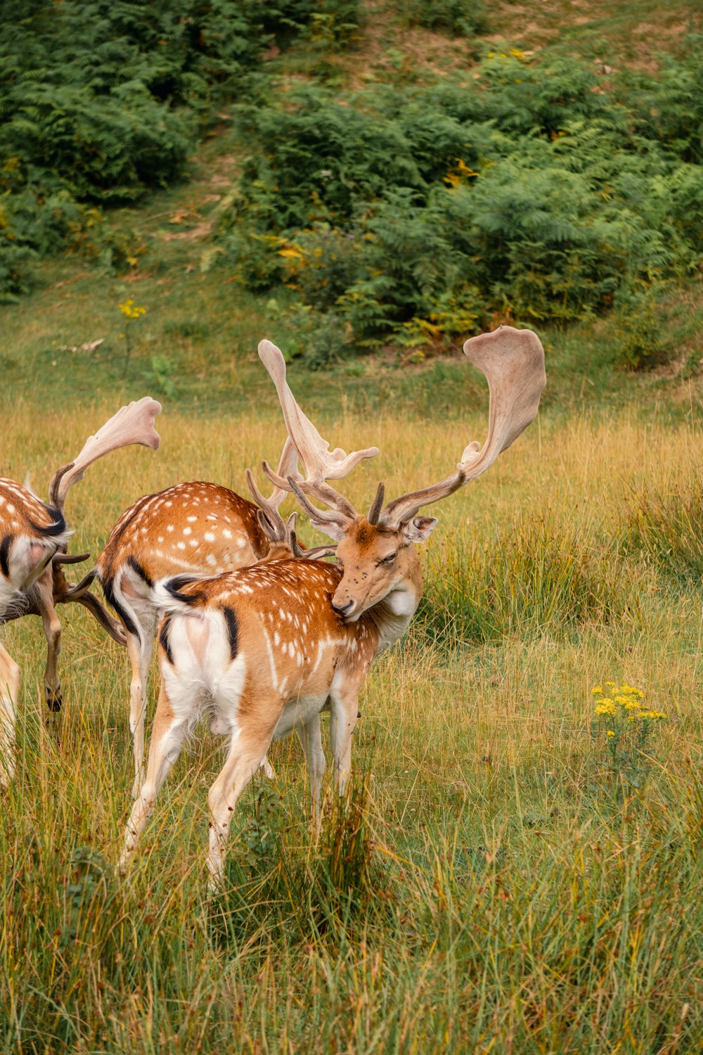 a herd of deer standing on top of a lush green field