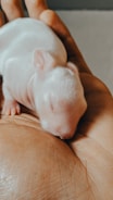A tiny, newborn animal with closed eyes rests in the palm of a hand. Its skin is smooth and pale, indicating its very young age. The hand is carefully cradling the small creature, providing a sense of protection and warmth.