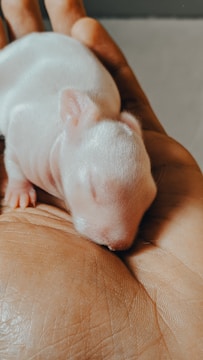 A tiny, newborn animal with closed eyes rests in the palm of a hand. Its skin is smooth and pale, indicating its very young age. The hand is carefully cradling the small creature, providing a sense of protection and warmth.
