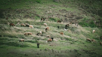 Numerous goats are grazing on a grassy hillside. The landscape is lush and green, with patches of rocks scattered across the terrain. The scene is serene and natural, suggesting a rural setting with undisturbed wildlife.