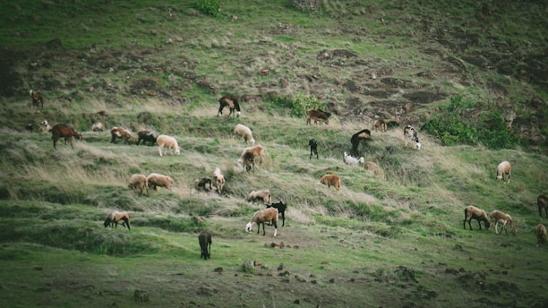 A picturesque view of goats grazing at Tiger Goat Farm.