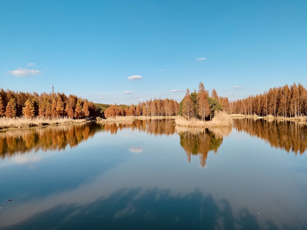 a body of water surrounded by lots of trees