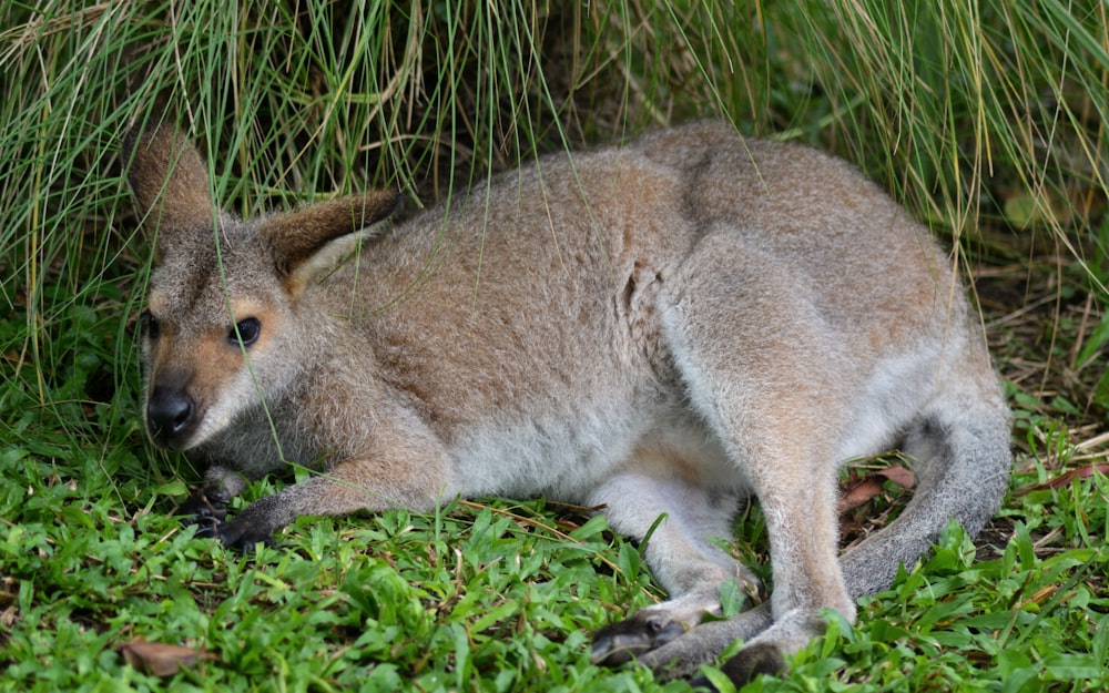 a baby kangaroo is laying in the grass