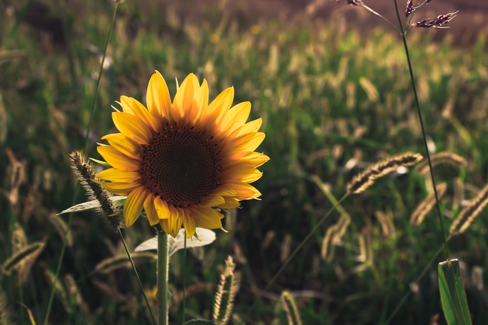 a sunflower in a field of tall grass
