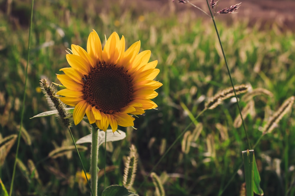 a sunflower in a field of tall grass