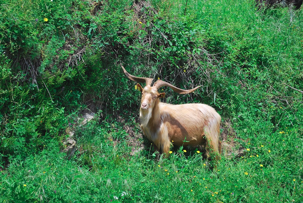 une chèvre debout dans un champ d’herbes hautes