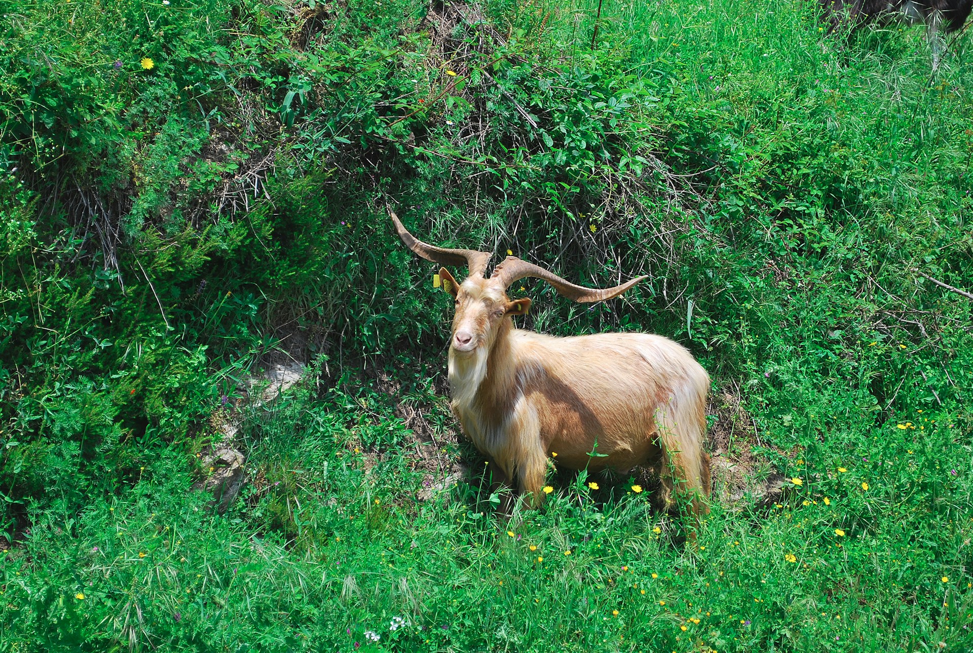 a goat standing in a field of tall grass