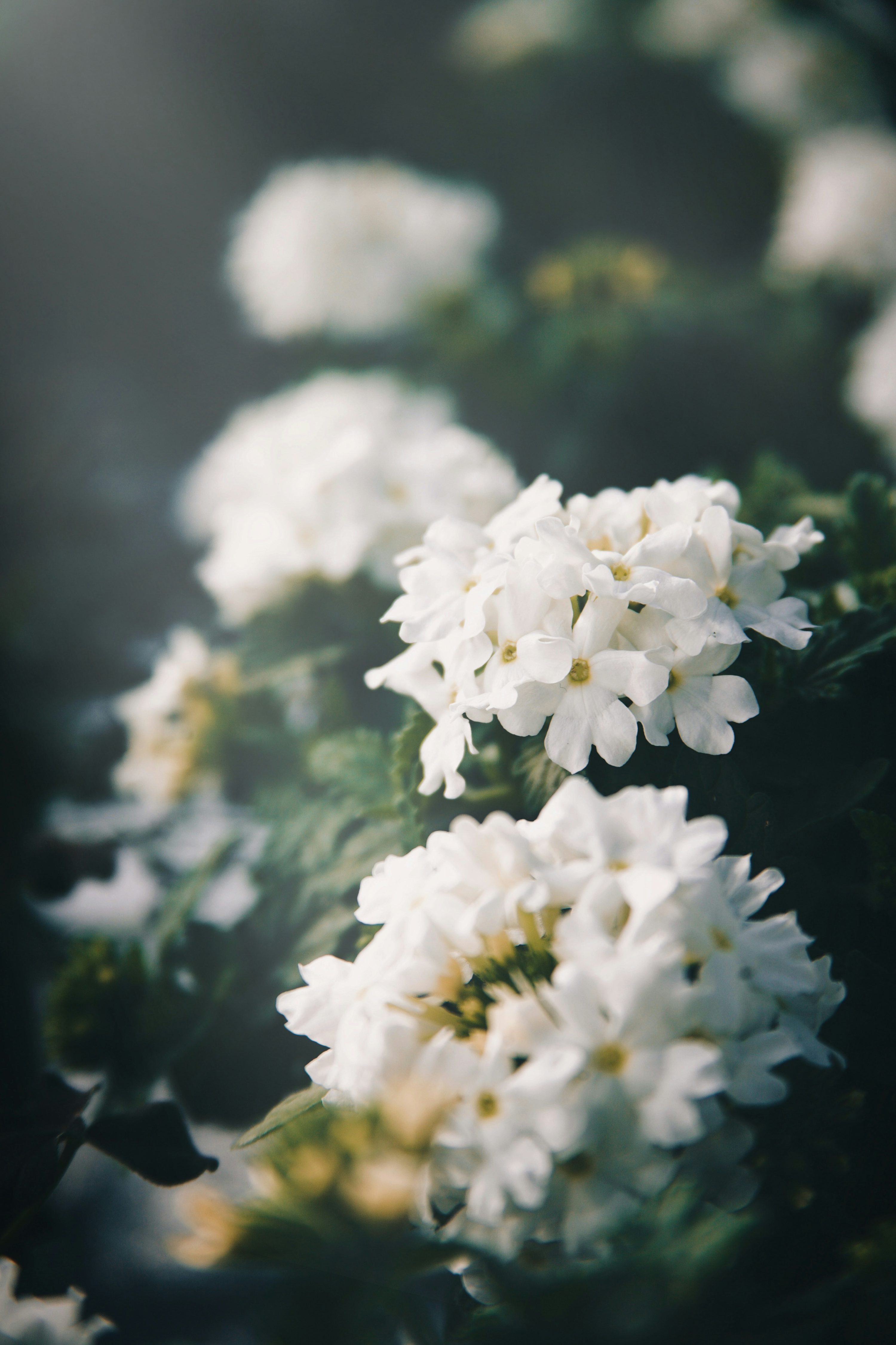a bunch of white flowers sitting on top of a table