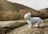 A small, fluffy white dog stands on a rocky terrain with its fur being gently blown by the wind. The background features a mountain with patches of green and autumn-colored foliage under a slightly overcast sky.