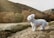 A small, fluffy white dog stands on a rocky terrain with its fur being gently blown by the wind. The background features a mountain with patches of green and autumn-colored foliage under a slightly overcast sky.