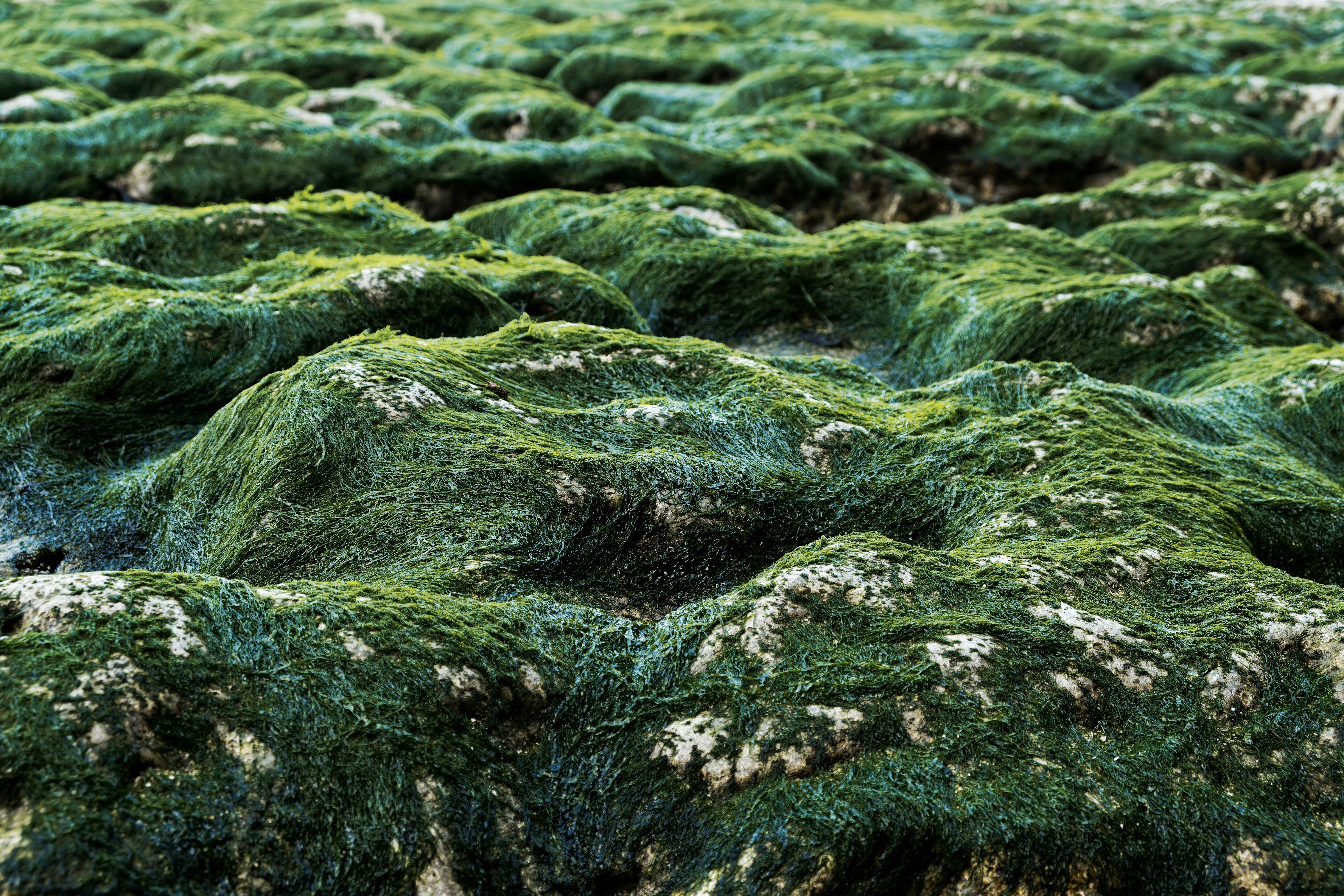 Un grupo de rocas cubiertas de musgo en un campo