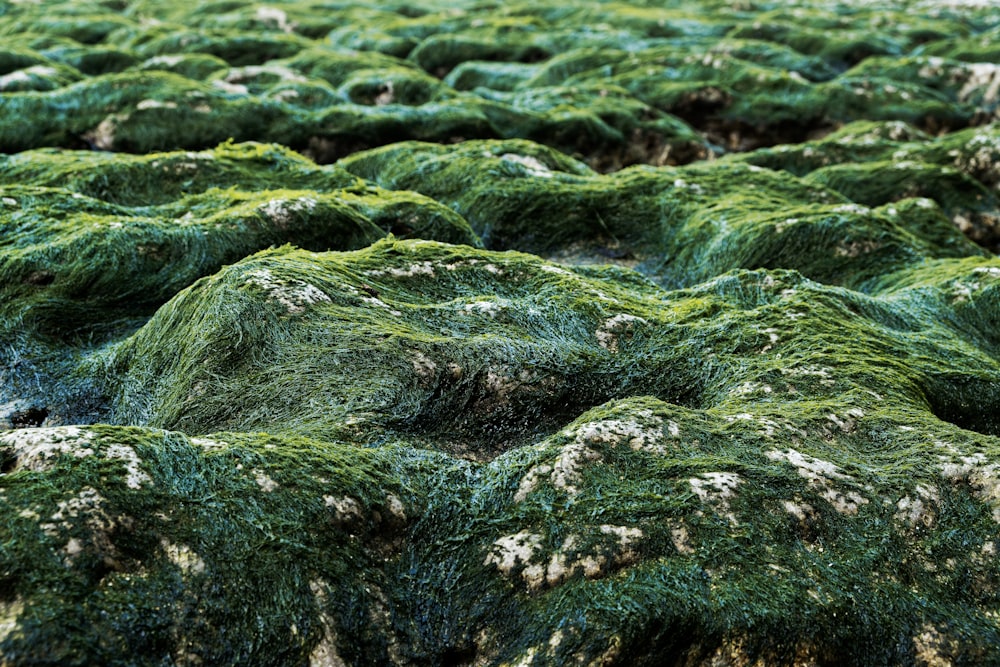 a group of moss covered rocks in a field