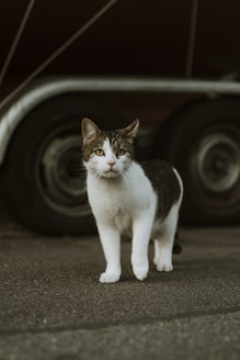 a cat standing in front of a semi truck