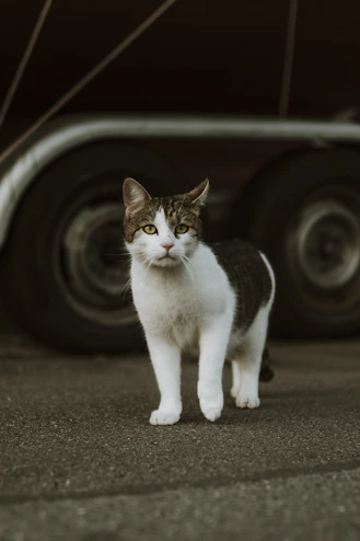 a cat standing in front of a delivery truck