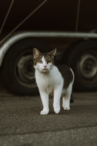 a cat standing in front of a semi truck