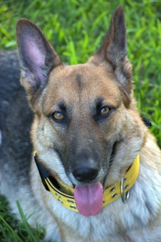 A German Shepherd with alert ears and bright eyes, sitting on green grass. The dog has a yellow collar and its tongue is out, creating a friendly and approachable appearance.