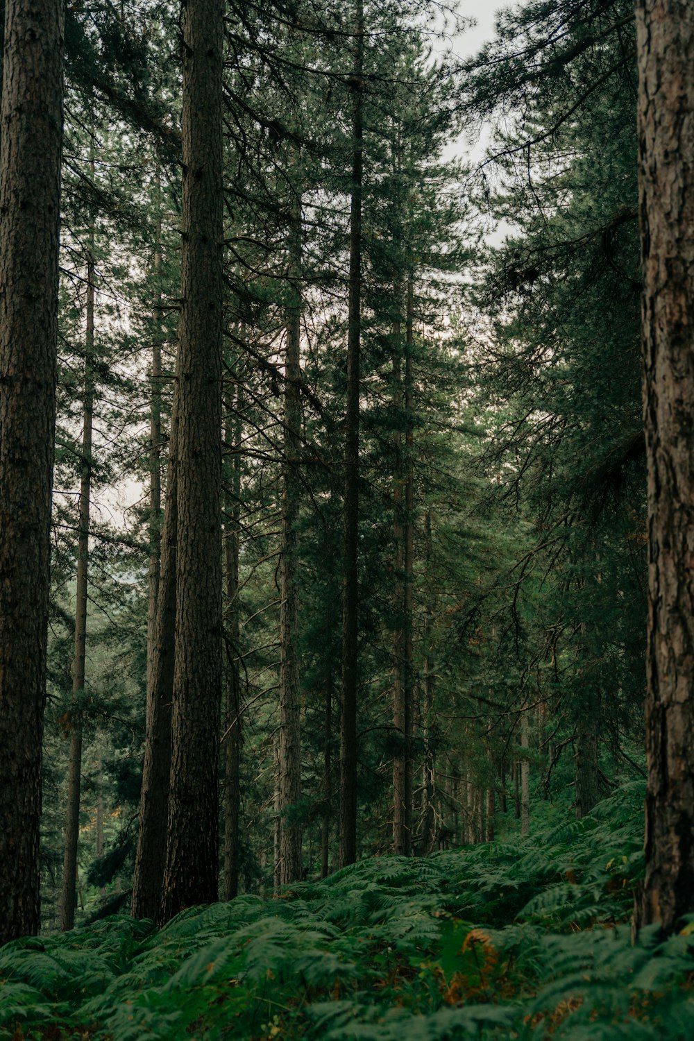 a lush green forest filled with lots of tall trees