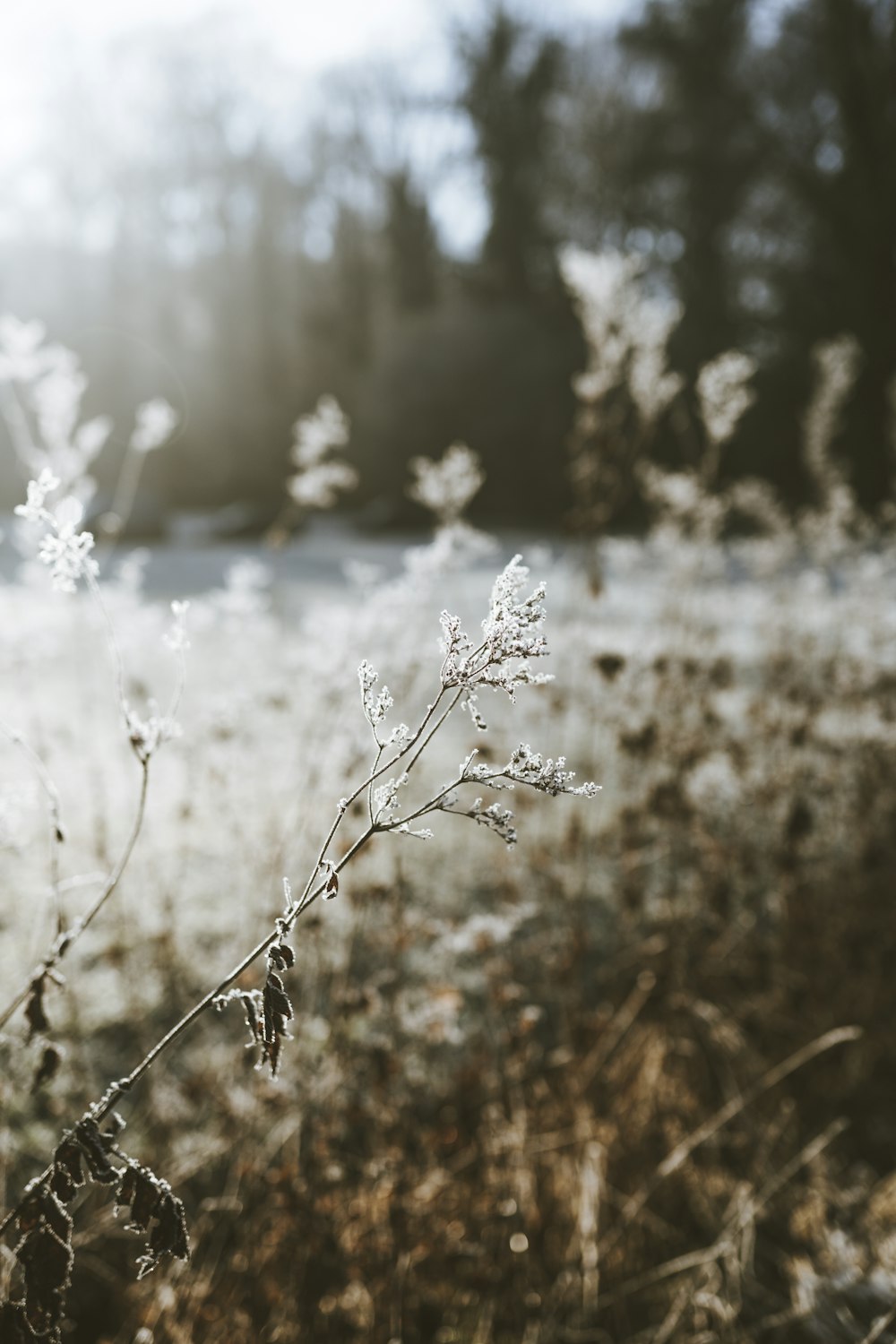 a close up of a plant in a field